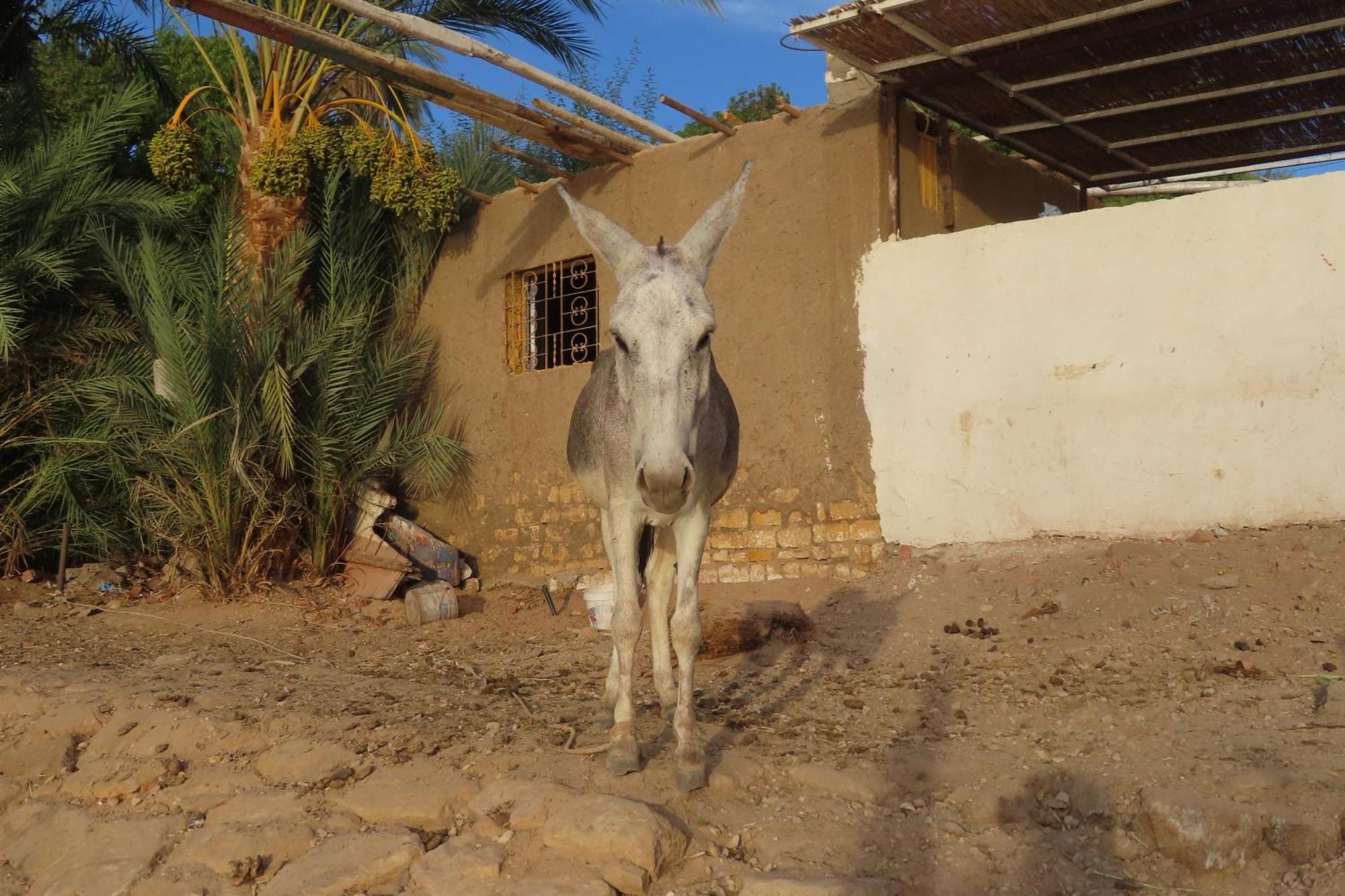 Nubian Lotus Bed & Breakfast Aswan Exterior photo