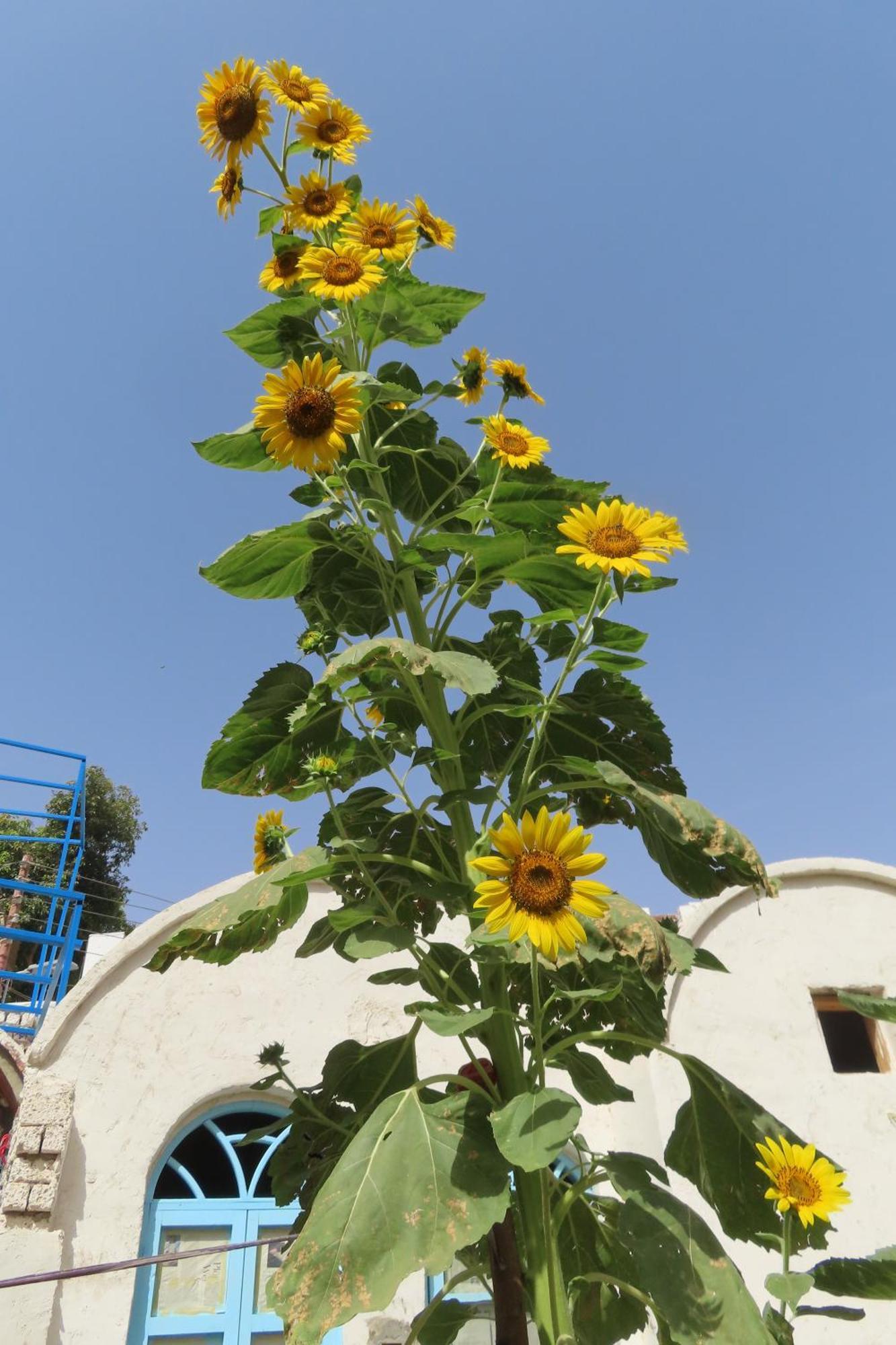 Nubian Lotus Bed & Breakfast Aswan Exterior photo